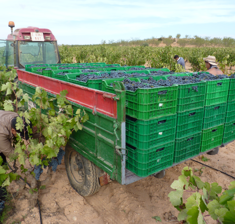 harvest_2022_workers_png