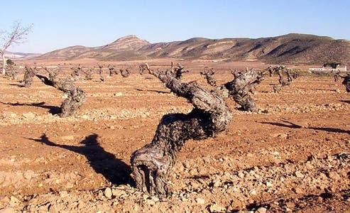 jumilla_old_vines_2